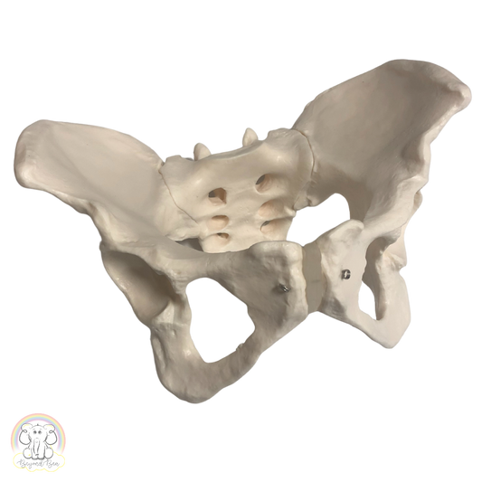 Pelvis & Skull Bundle