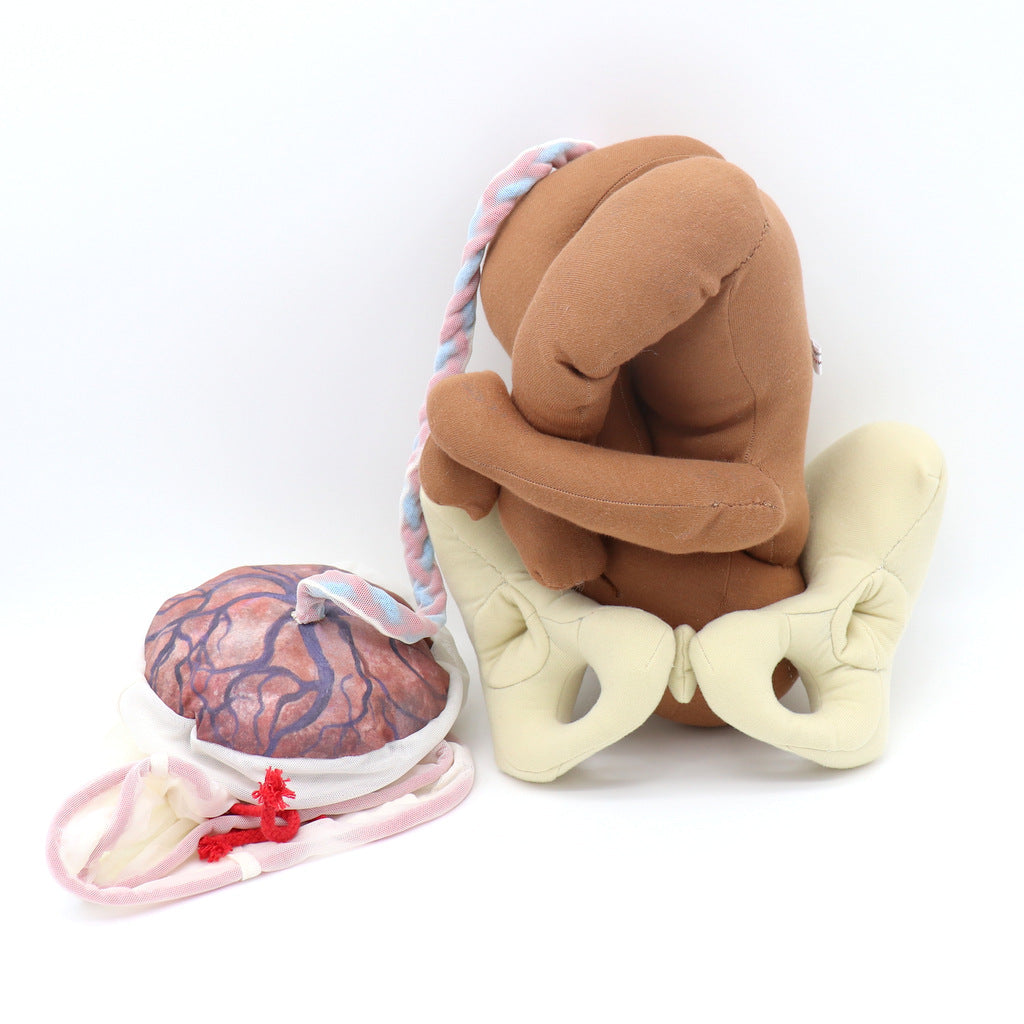 Baby Birth Model with Placenta, Membranes & Pelvis