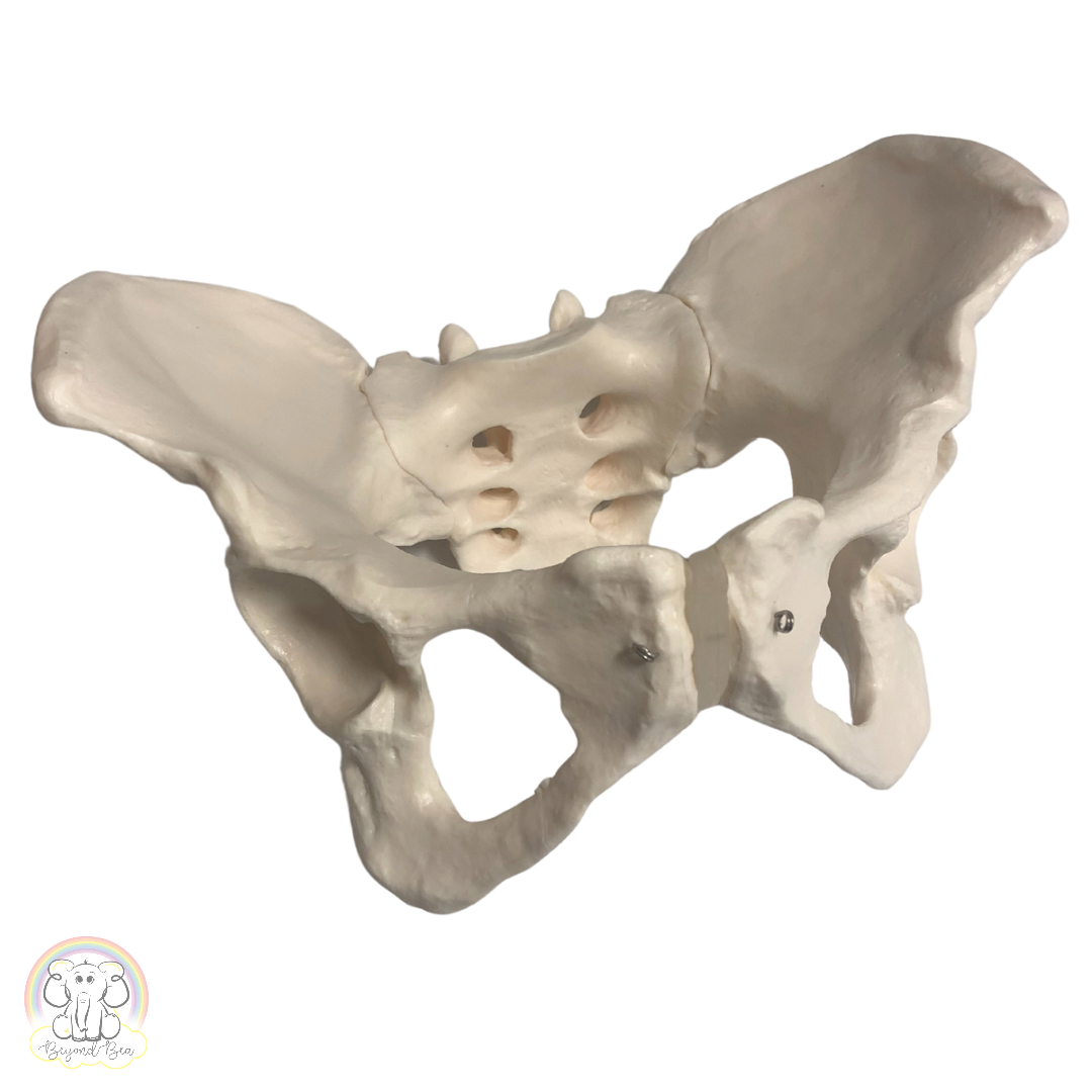 Full Size Flexible Gynecoid Pelvis Model