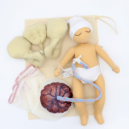 Baby Birth Model with Placenta, Membranes & Pelvis