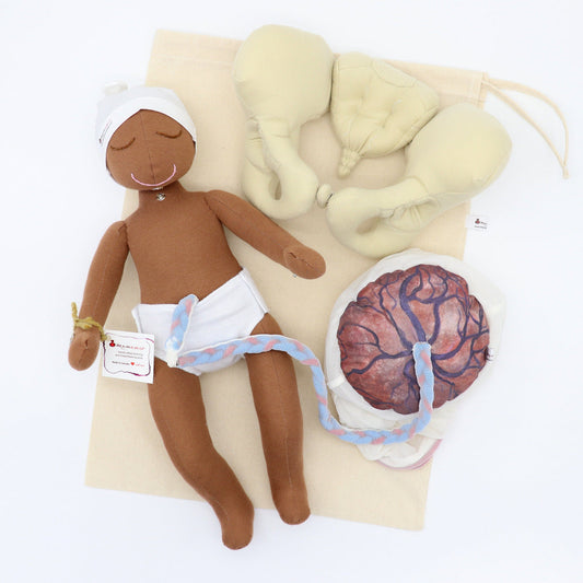 Baby Birth Model with Placenta, Membranes & Pelvis