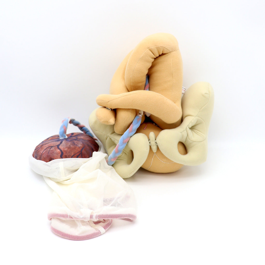 Baby Birth Model with Placenta, Membranes & Pelvis