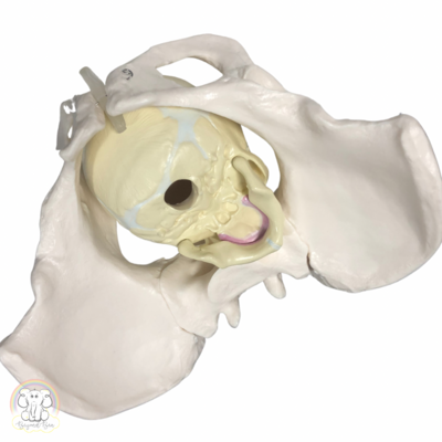 Pelvis & Skull Bundle