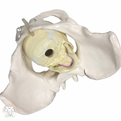 Fetal Skull Training Model (seconds)