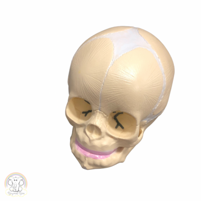 Fetal Skull Training Model (seconds)