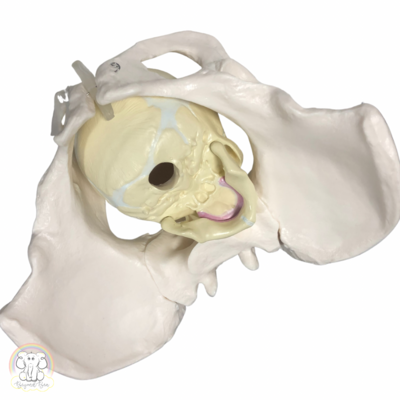 Fetal Skull Training Model